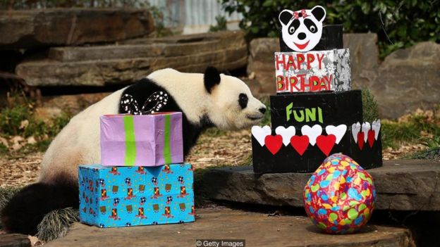 Fu Ni com presentes de aniversário