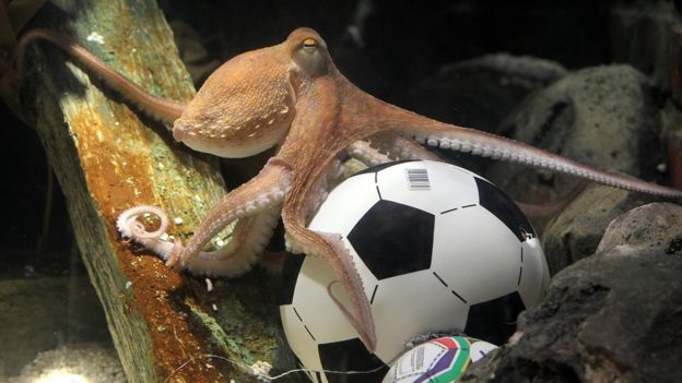 ஆக்டோபஸ்