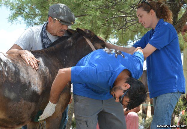 Animal welfare specialists check a horse