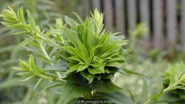 Alteração de planta causada pelo fitoplasma Aster Yellows em um solidago