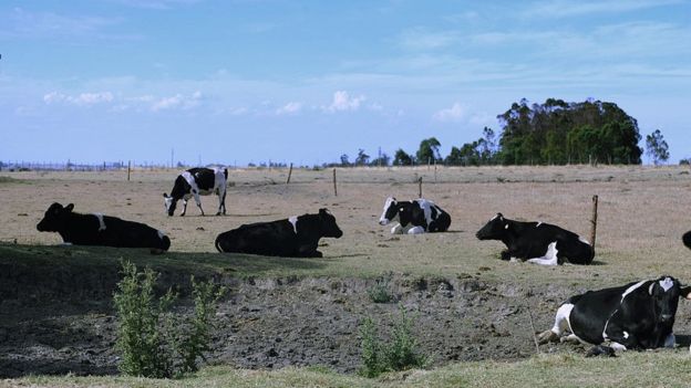 Vacas no Uruguai