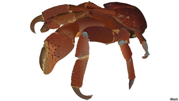 Cua dừa ăn khá tạp, từ các loại hoa quả cho tới các loài cua nhỏ hơn, và thậm chí còn săn cả chuột