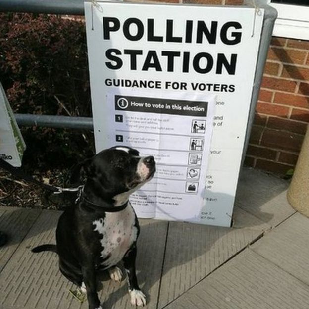 Peggy the dog at the polling station