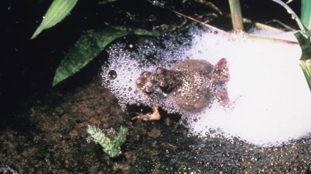 Apareamiento de ranas túngara