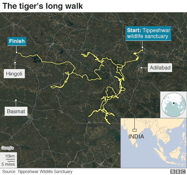 A map showing the tiger's route