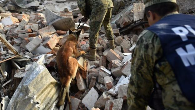 Los efectivos militares, trabajando con perros en Juchitán de Zaragoza.