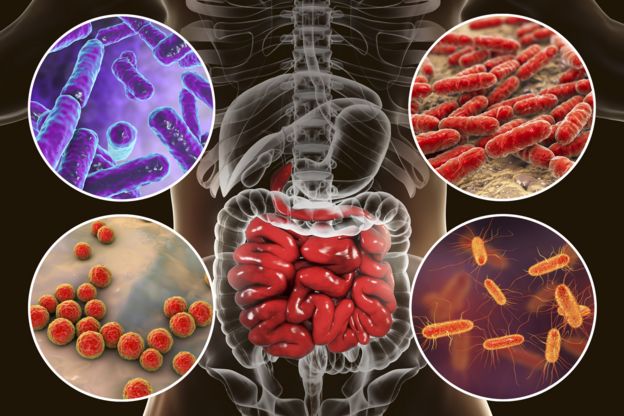 Imagen del intestino y sus bacterias.