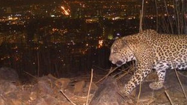 Peneliti mengatakan macan tutul di Mumbai memangsa anjing liar.