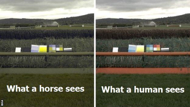The orange framework on the right hand fence is actually seen as a shade of green by horses as in the left image