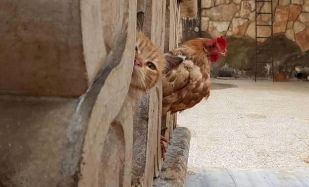 Return of the Cat Man of Aleppo _105921060_cockerelfb976