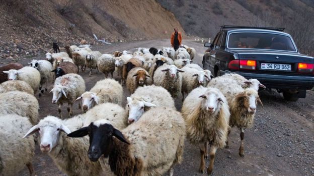Пастух с овцами в горах Сюника