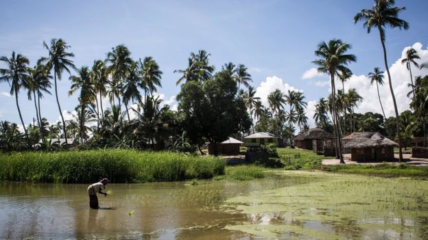 A Mozambican woman works in a rice paddy in Palma, where large deposits of natural gas where found offshore, on February 16, 2017.