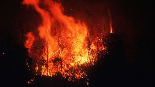 kebakaran hutan