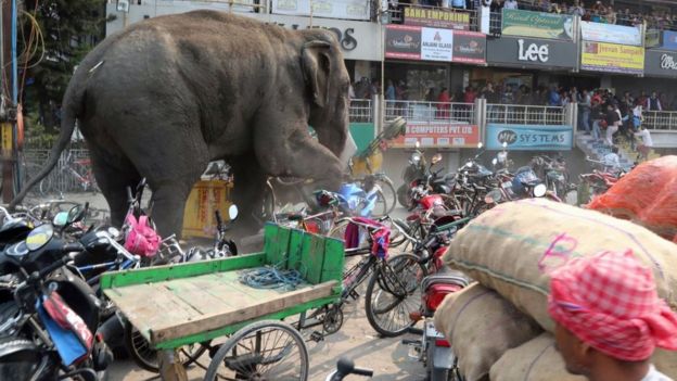 Pessoas observam elefante atingido por um dardo com tranquilizante em Siliguri, na Ãndia