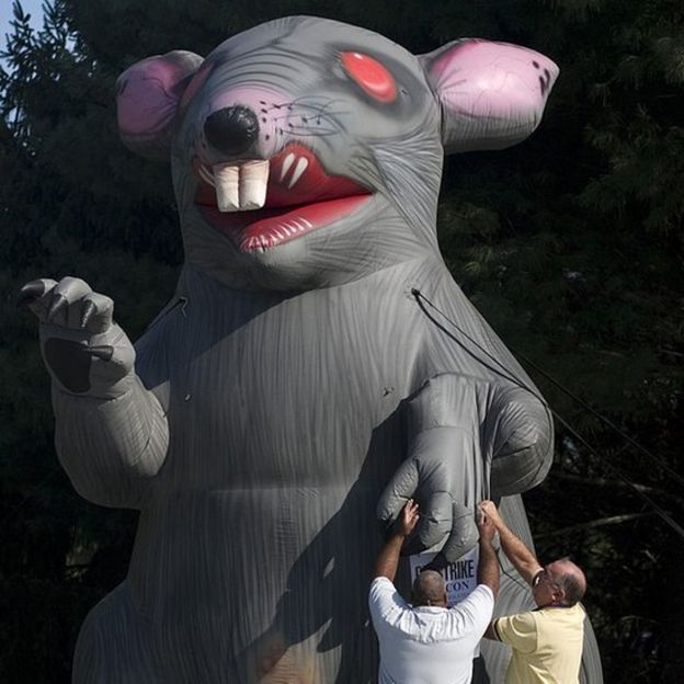 Rata inflable.