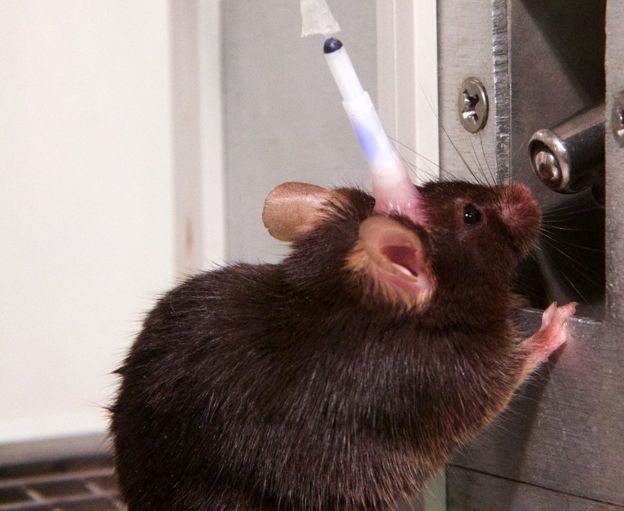 Ratón con implante, bebiendo