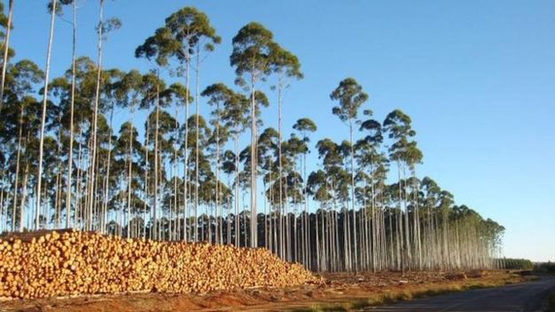 Floresta de eucaliptos