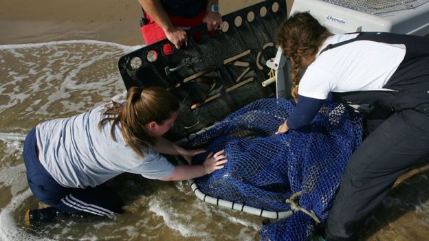 Un grupo de personas rescata a un león marino de una playa de California