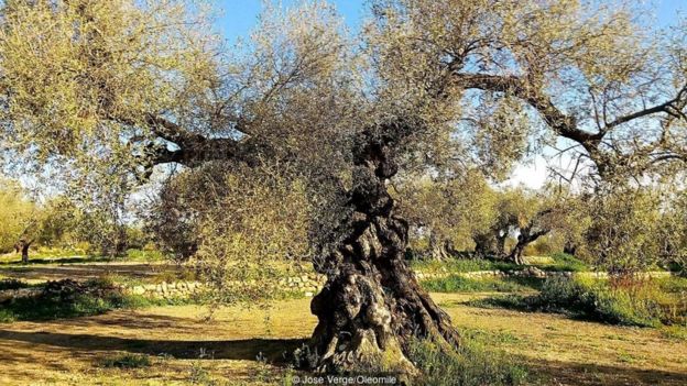 Bin yılı aşkın zeytin ağacı