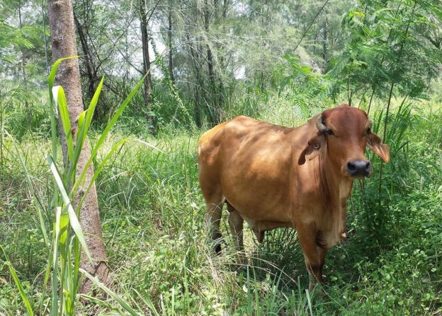 Ngombe wanaweza kutumika kupata mkopo katika benki Kenya