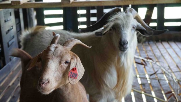 Kiko goats John and Tina