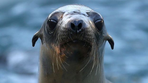 Leões-marinhos doentes estão a dar à costa na Califórnia por causa das  algas, Animais