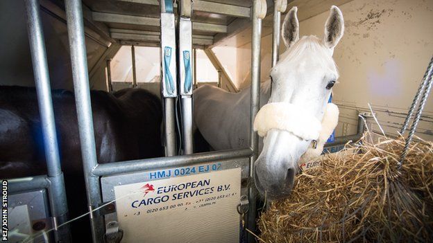 Horse on plane with hay
