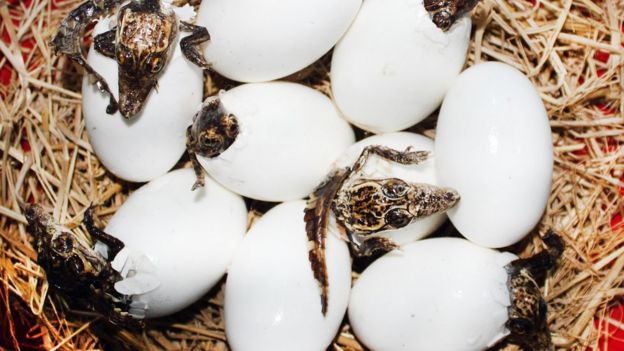 Huevos de caimán con bebés naciendo.