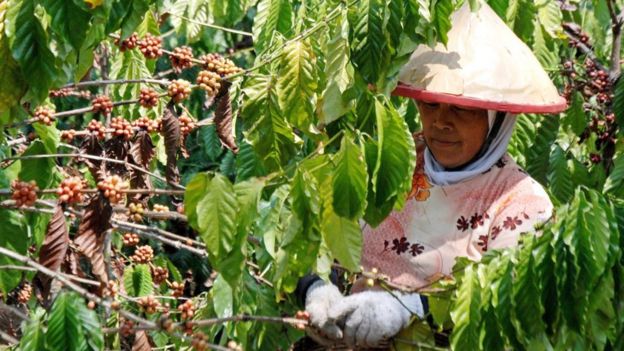 Um trabalhador escolhe cerejas de café de uma planta de café