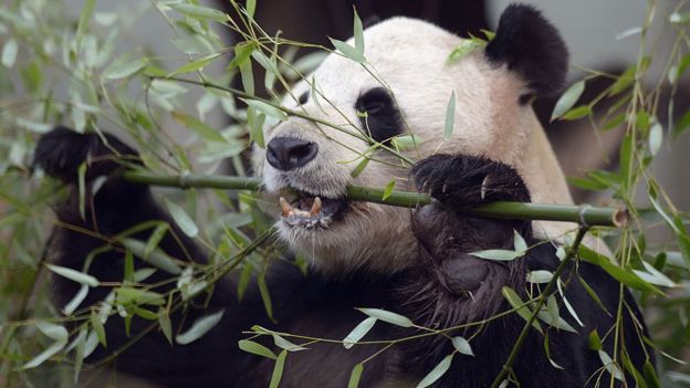 Giant Pandas: Scotland's favourite panda pair to stay for two more ...