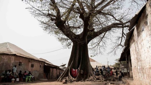 Los baobabs