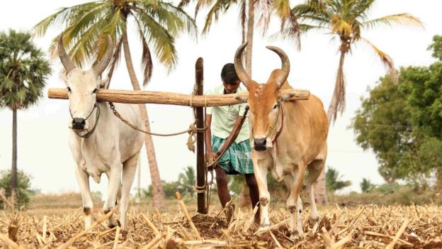 வள்ளி சௌத்ரி, கோவில்பட்டி