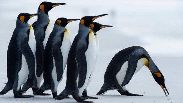 pinguins da espécie saltador-da-rocha