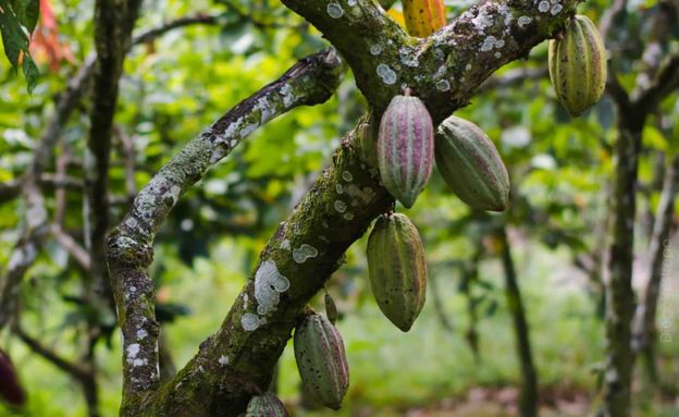 El Estado Táchira es una de las zonas de Venezuela donde es más fácil producir cacao.