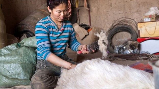 Mongolian woman shearing a goat