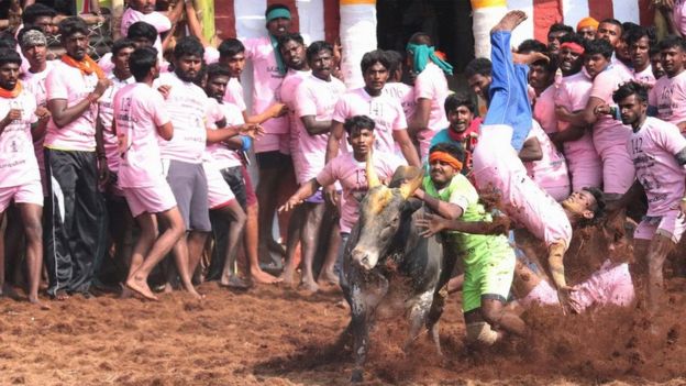 சீறும் காளை, பறக்கும் வீரர்கள் - முத்துராமலிங்கம்