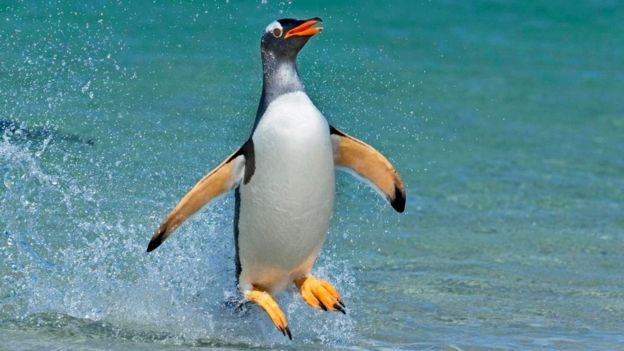 ஜெண்ட்டூ பென்குயின்