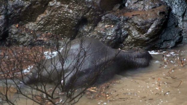 Elephant carcass lies in shallow water below Haew Narok Waterfall