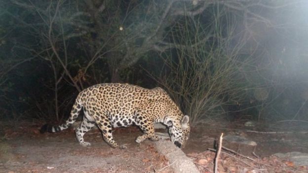 Onça-pintada na Caatinga