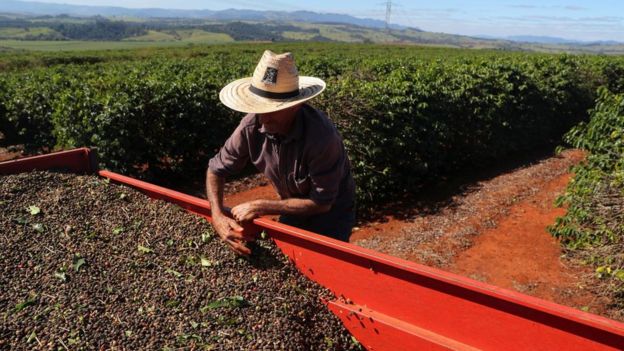 Homem com chapéu manipula café em grande contêiner no meio de plantação