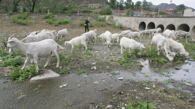 Kurumuş nehir yatağında yayılan keçiler.