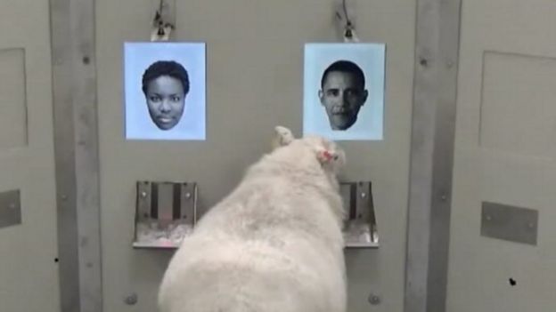 Uma ovelha participa de um experimento diante de rostos - incluindo uma foto do ex-presidente americano Barack Obama