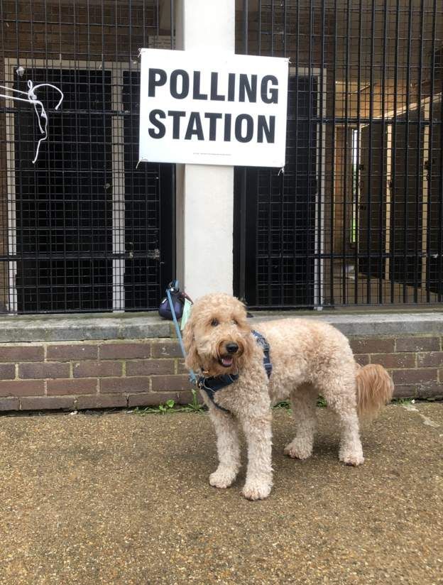 Wriggles the dog, outside a polling station in London's Stamford Hill.