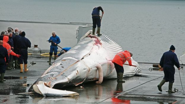 アイスランドの捕鯨活動