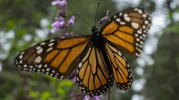 A Monarch butterfly (Danaus plexippus) is pictured at the Sanctuary of El Rosario, Ocampo municipality, Michoacan state, Mexico, on February 3, 2020.
