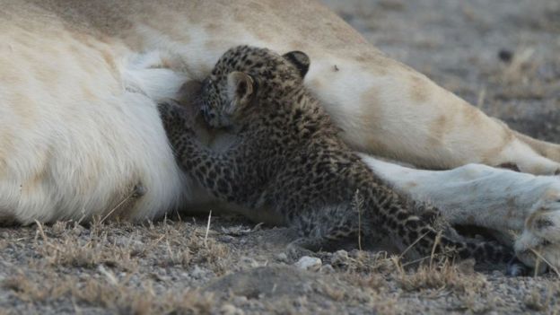 A close-up of the leopard cub suckling as the lioness looks on
