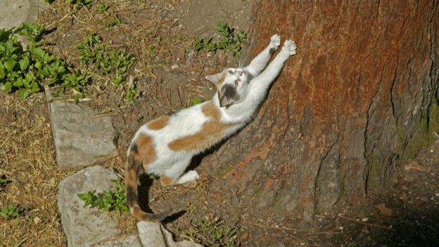 Un gato rasca un tronco.