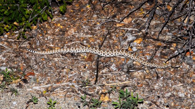 Crotalus catalinensis, (uma cascavel sem guizo, endêmica da Ilha Santa Catalina, México