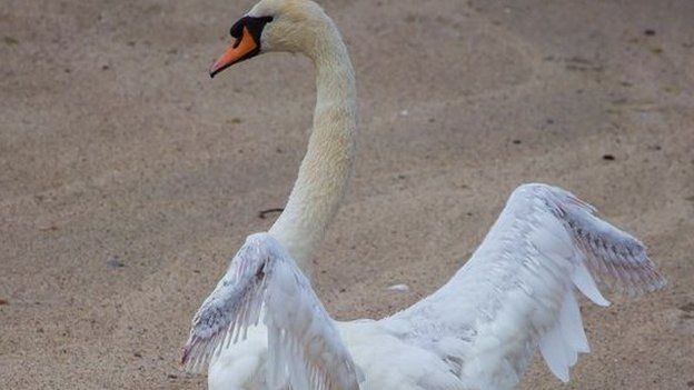 Nobby the swan