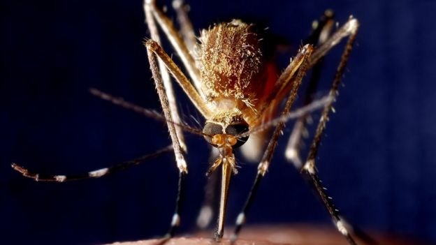 Close up of a mosquito biting a person